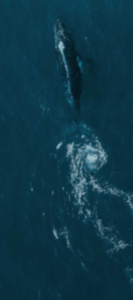 a whale swimming in the ocean from above