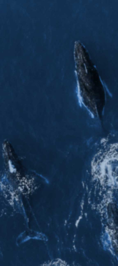 a whale swimming in the ocean from above