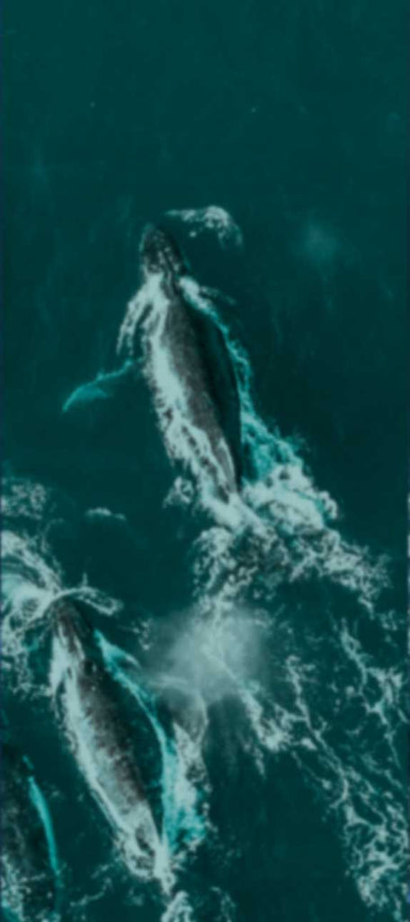 a whale swimming in the ocean from above