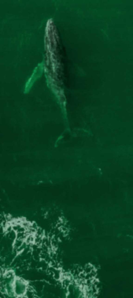 a whale swimming in the ocean from above